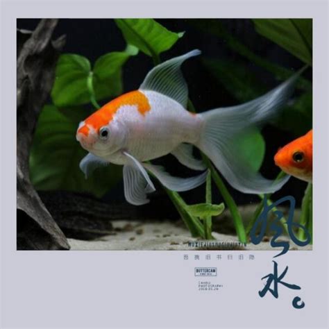 風水養魚|養魚風水指南：位置高度與飼養條數大公開 